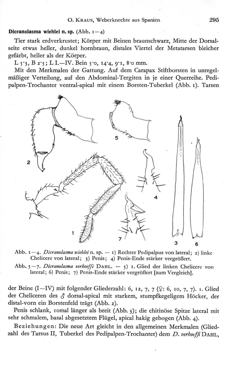 3, B 2. 5 ; L I. IV. Bein 5'0, 14.4, 9. 1, 8 o mm. Mit den Merkmalen der Gattung. Auf dem Carapax Stiftborsten in unregelmäßiger Verteilung, auf den Abdominal-Tergiten in je einer Querreihe.