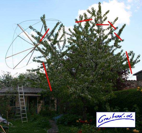 Aus zwei Gründen sollte man die Höhe eines Kirschbaums bei ca. 5-6 Metern belassen: 1. Die Ernte vereinfacht sich. 2. Die Größe des Schutznetzes beträgt ca.