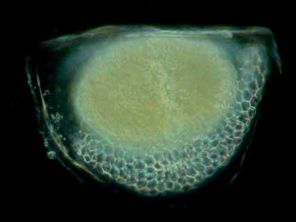 Limnologische Entwicklung - Zooplankton Biomasse [mg/m³] 4 35 3 25 2 15 5 Jän. Feb. Mär. Apr. Mai Jun. Jul. Aug. Sep. Okt. Nov.