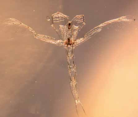 Limnologische Entwicklung - Zooplankton zusammen. Algen dieser Größe stellen eine geeignete Nahrung dar. Daher kann der Populationshöhepunkt von Bosmina spp.