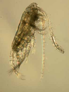 Limnologische Entwicklung - Zooplankton Abundanz [Ind./m 3 ] 9 8 7 6 5 4 3 2 1 31.1. 28.2. 31.3. 3.4. 31.5. Abb. 39: Abundanz [Ind.