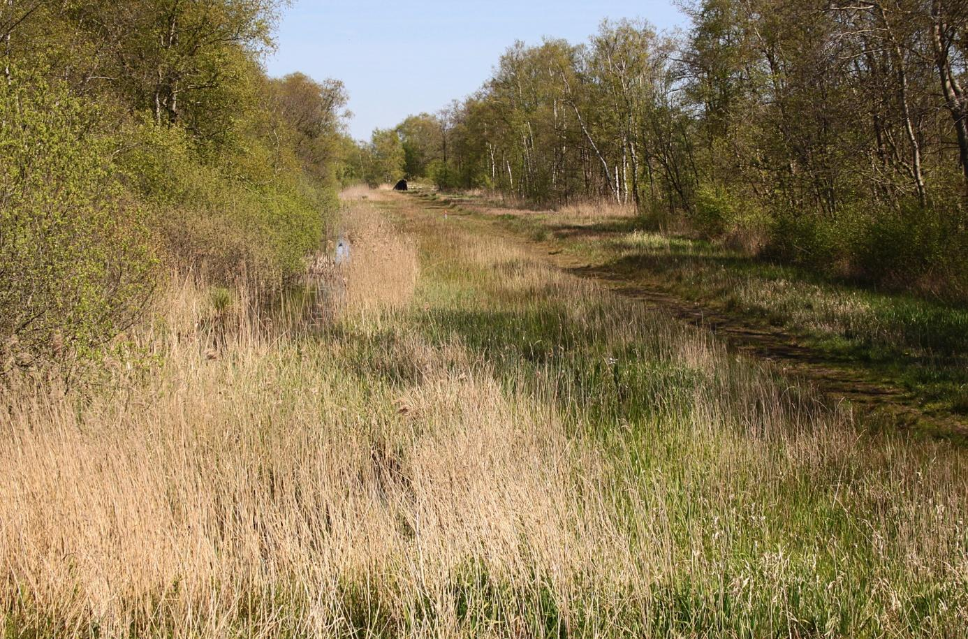 Abb. 4: Eine von vielen breiten Waldschneisen, die vom Damm aus in die Wälder von Woldlakebos führen. Dieses Bild wurde von der Oberseite des Dammes aufgenommen.