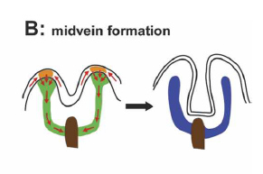 Konzepte: Parenchyme Kanalisierungsmodell Markparenchym-Zelle, die viel Auxin transportiert, differenziert zu Leitbündel. Scarpella et al.