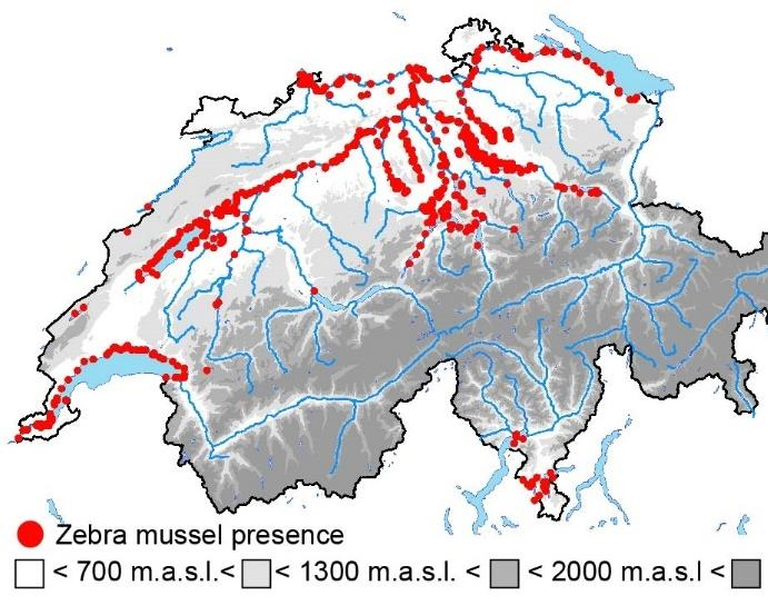 Matthews, 2014 Verbreitung in Westeuropa Zebramuschel in der Schweiz in Westeuropa seit dem 19. Jhd.
