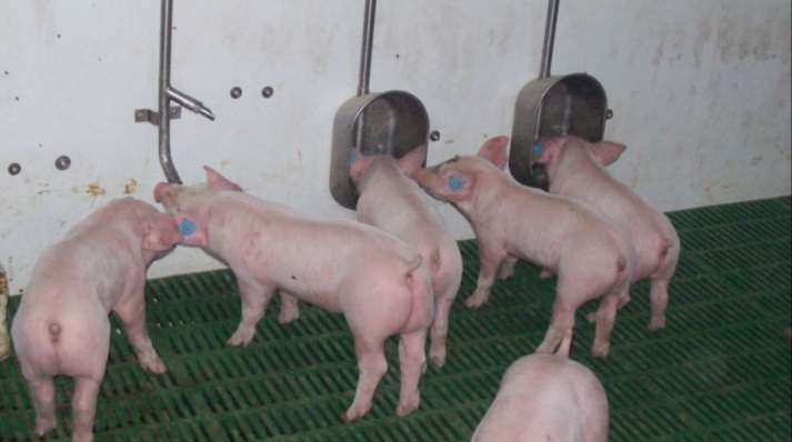 Saufkomfort & Wasserversorgung von Schweinen