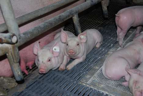 Schwein lügen nicht - Schweine kühlen sich! Thermoregulation ist wichtiger als Liegekomfort! Quelle: M. Lechner Liegekühlung!