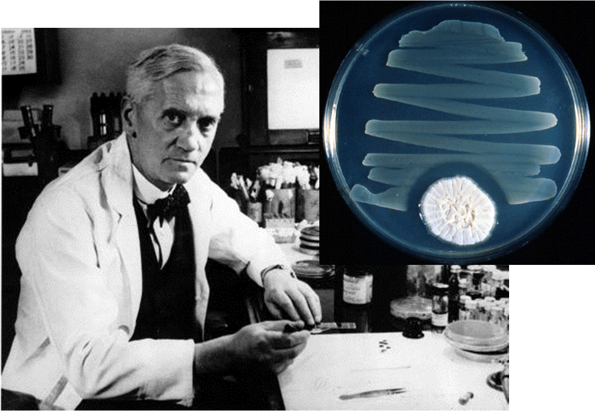 Fleming und Penicillin 1928: Fleming entdeckt Penicillin 1944: Penicillin wird breit eingesetzt bei amerikanischen Soldaten zur Therapie von Wundinfektionen 1945: die ersten Penicillin-resistenten