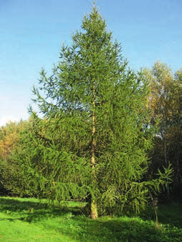 Baum des Jahres 2012: Die Europäische Lärche Jedes Jahr rufen gemeinnützige Vereine und Stiftungen einzelne Elemente der Natur bundesweit zum Tier oder zur Pflanze ihrer Art des Jahres aus