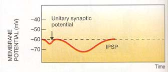 Synaptische Transmission: 1) Prä-Synaptische Mechanismen 2) Post-Synaptische Mechanismen 3) Prä-Synaptische Mechnismen nach Signalübertragung Transmitter Synthese & Verpackung Aktionspotential öffnet