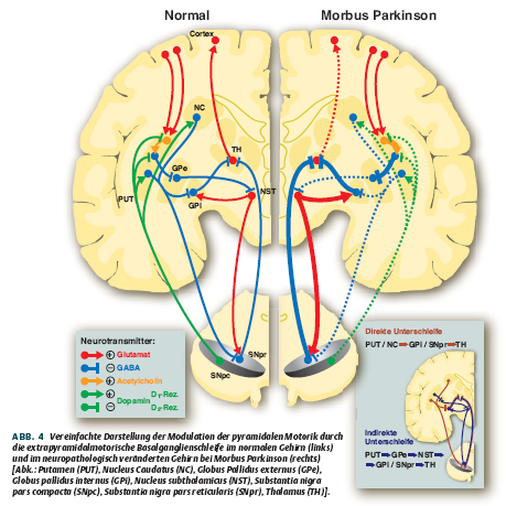 Modulation der Motorik durch die Basalganglien Parkinson Medikamente Rückkopplungskreis: Cortex Basalganglion Nucleus Subthalamicus Cortex Nucleus Caudatus Thalamus Pallidum Putamen Angriffspunkt: