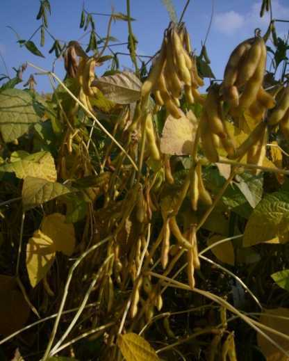 Soja-Anbau in Deutschland begrenzt durch Ansprüche der Sojabohne an: Wärme (hohe Keimtemperatur - keine kalten Nächte in der Blüte - Wärmesumme für Abreife wie bei Körnermais) Wasser (Keimung - Blüte