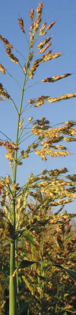 Sortenempfehlungen GARDAVAN Die ideale Zweitfrucht HERKULES Standfest, viel Masse Sortentyp Sehr frühe Sorghum x Sudangras-Hybride! Massenwüchsige, mittelspäte Hybrid-Hirse (S.