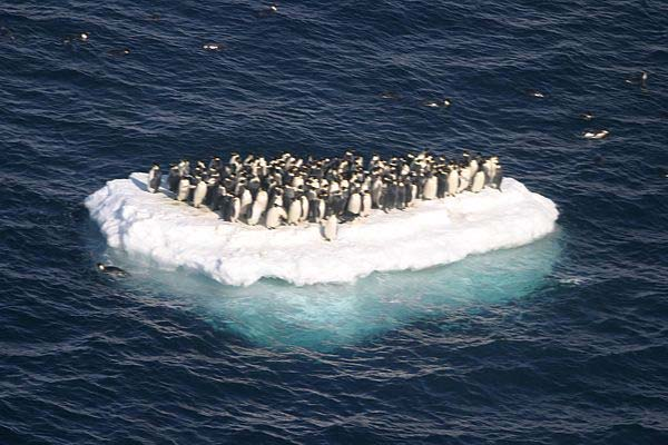 Der Pinguineffekt Dynamik in