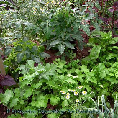 3. Den Boden beschatten Beispiel für Pflanzung in Etagen und kontinuierliche Bodenbedeckung: Gurken und Salat Salat wird vor den Gurken gesät oder gepflanzt bedeckt den Boden und schützt die