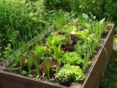 Anwendung des Mischkulturen-Prinzips im urbanen Garten Kästen nicht zu dicht bepflanzen, denn bei eingeschränktem Platz und Bodenvolumen spielt die gegenseitige Konkurrenz um Licht, Wasser und