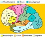 Vortragsziele 1. Was sind Spiegelneuronen? 2. Gibt es Spiegelneuronen im menschlichen Hirn und wenn ja, in welchen Arealen wären diese zu lokalisieren, zu verorten? 3.
