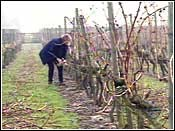 Auswirkungen des Klimawandels auf den Weinbau in Europa CBS News April 06,2000 Britain: