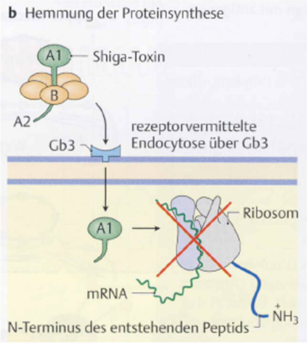 Shiga-Toxin ( Shigella dysenteriae ) Shigellendysenterie (Bakterienruhr) Hemmung der Proteinbiosynthese Shiga-Toxin auch von