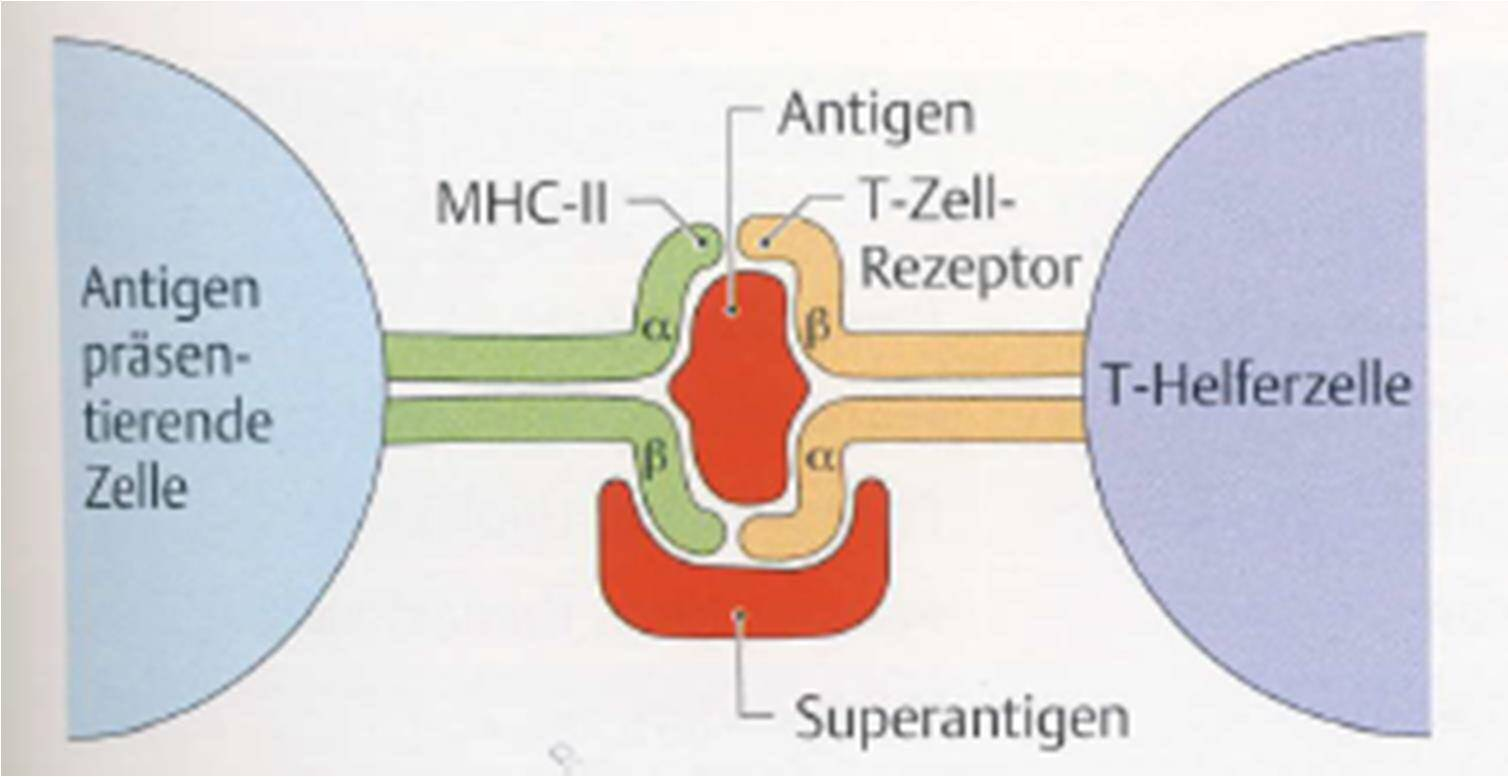 Superantigene Toxine, die das Immunsystem des Wirtes manipulieren Bindung an MHC-II und T-Zellrezeptor, unspezifische Aktivierung von