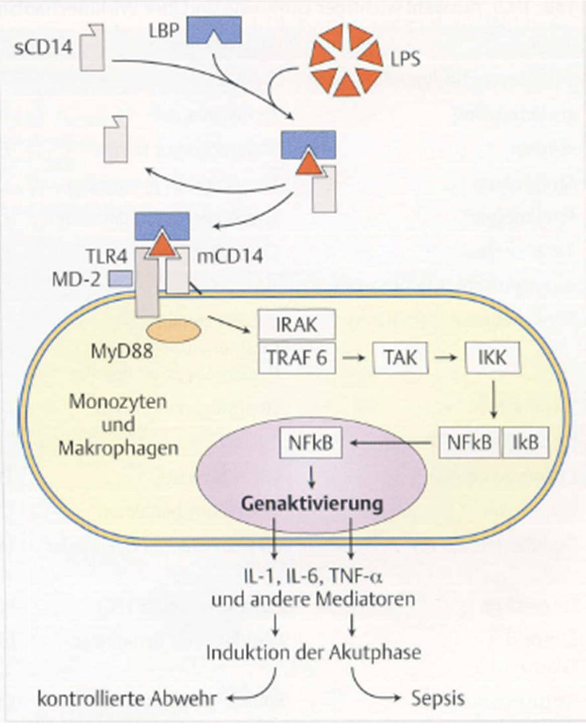 LPS bilden mit LBP Komplex, Bindung an scd14 scd14 dirigiert LPS zu Proteinkomplex auf Oberfläche des Makrophagen (TLR 4, MD-2, mcd14) Signaltransduktionskaskade, Eintritt des