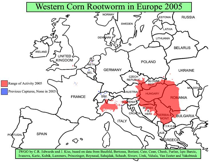 Maiswurzelbohrer in Europa 2007