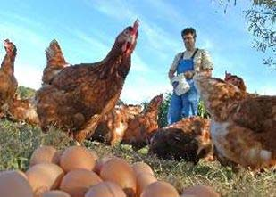 Mengen der importierten Eiprodukte Marktbericht Eier, BLW, April 2008 11 Produktionsverträge und Liefervereinbarungen mit der EiAG Coop hat Rahmenverträge mit ihren Produzenten.