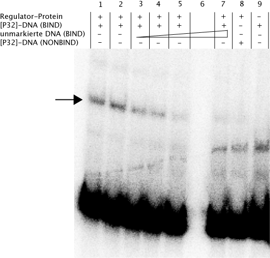 ERGEBNISSE Abb. 45: Untersuchung der DNA-Bindung des Regulators NpF3179 mittels EMSA. Die Ansätze wurden nach der Inkubation in einem nativen Polyacrylamid-Gel eklektrophoretisch aufgetrennt.