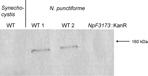 ERGEBNISSE 3.6.3.2 Auswirkungen der Knockout-Mutation Aus Zellmaterial, das auf Kulturplatten angezogen worden war, wurde ein Proteinextrakt hergestellt und mit Extrakten aus zwei Wildtyp-Proben von N.
