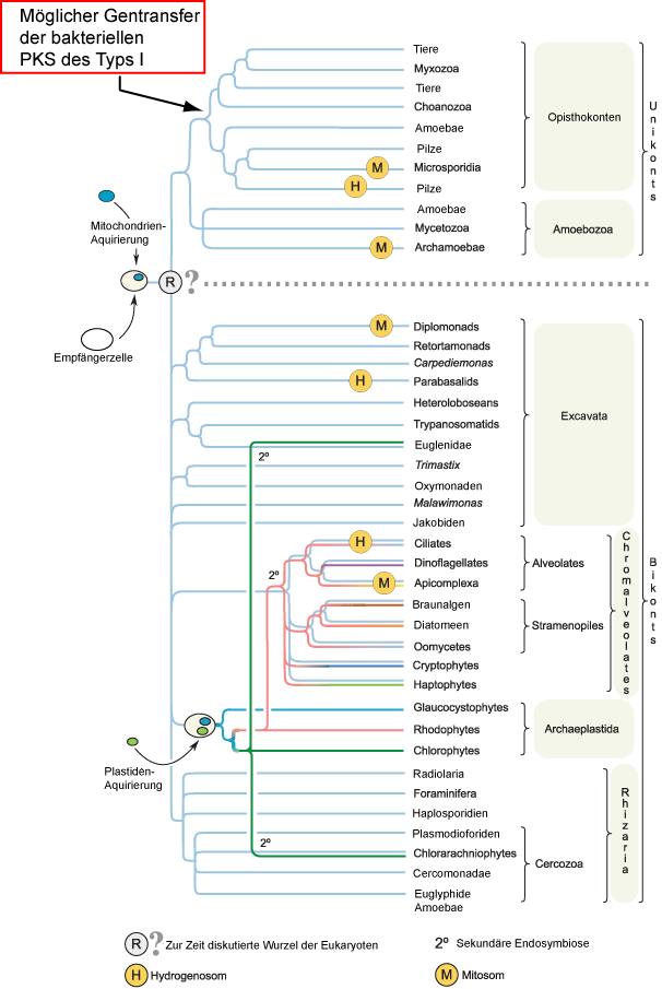 DISKUSSION Abb. 53: Zusammenfassende Skizze aktueller Hypothesen zu den phylogenetischen Beziehungen zwischen den eukaryotischen Hauptgruppen.