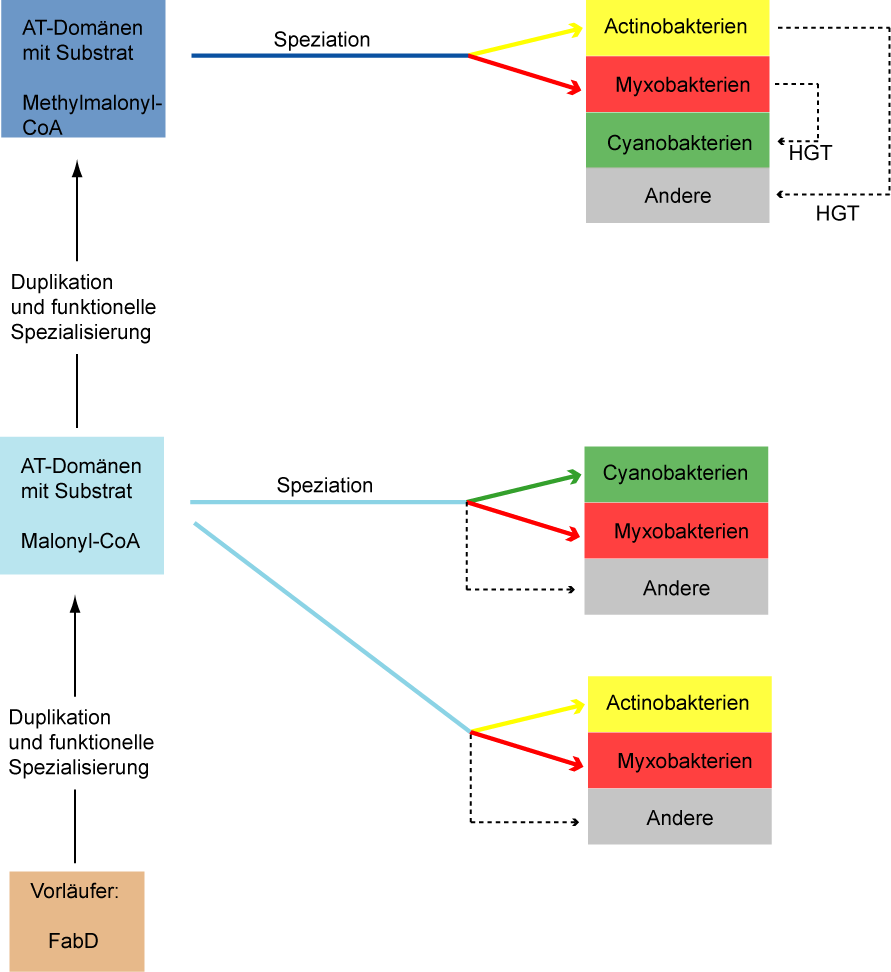 DISKUSSION 4.2.2.1 Modell der Evolution von PKS-I in Bakterien Das Modell der Evolution der bakteriellen PKS-I ist in Abb. 54 anhand der AT-Domänen graphisch skizziert.