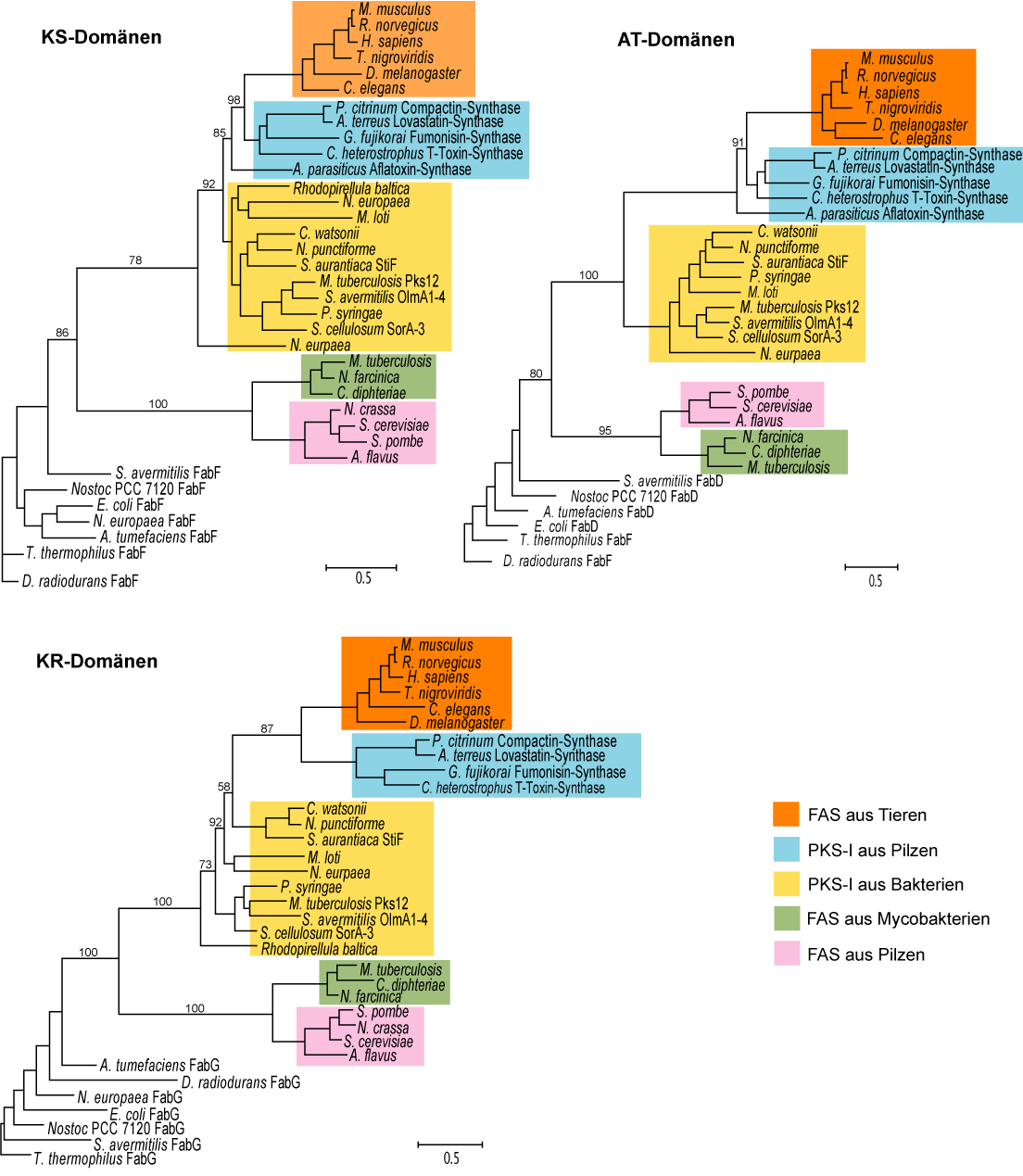 ERGEBNISSE Abb. 9: Phylogenetische Bäume von KS-, AT- und KR-Domänen aus FAS und PKS im Vergleich. Die Domänen stammen aus ausgewählten FAS und PKS der verschiedenen Organismengruppen.