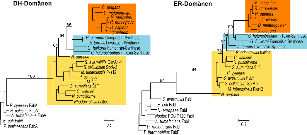 ERGEBNISSE Abb. 10: Phylogenetische Bäume von DH- und ER-Domänen aus FAS und PKS zum Vergleich. Die Domänen stammen aus ausgewählten FAS und PKS der verschiedenen Organismengruppen.