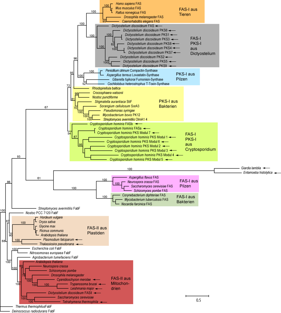 ERGEBNISSE Abb. 11: Phylogentischer Baum der KS-Domänen bzw. Proteine von FAS und PKS unterschiedlicher Organismenreiche unter Einschluss von Sequenzen aus Protisten.