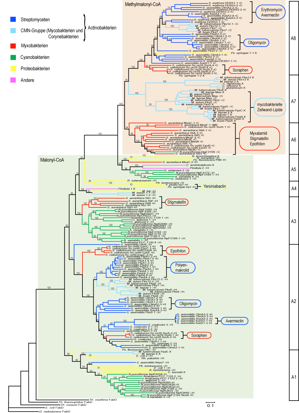 ERGEBNISSE Abb. 14: Phylogenie der AT-Domänen bakterieller PKS-I mit modularem Aufbau.