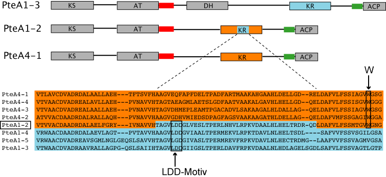ERGEBNISSE Abb. 25: Transfer einer DH-KR-Einheit zwischen Modulen. Die roten und grünen Balken markieren homologe Bereiche in der Nucleotid-Sequenz entsprechend zu Abb. 23.