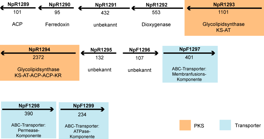 ERGEBNISSE Abb. 28: Cluster I aus N. punctiforme. Die Pfeilrichtungen beziehen sich auf die Orientierung der ORFs im Genom.