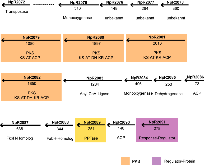 ERGEBNISSE Das Cluster III (Abb. 30) enthält vier jeweils einmodulare PKS-I-Proteine in ununterbrochener Abfolge.