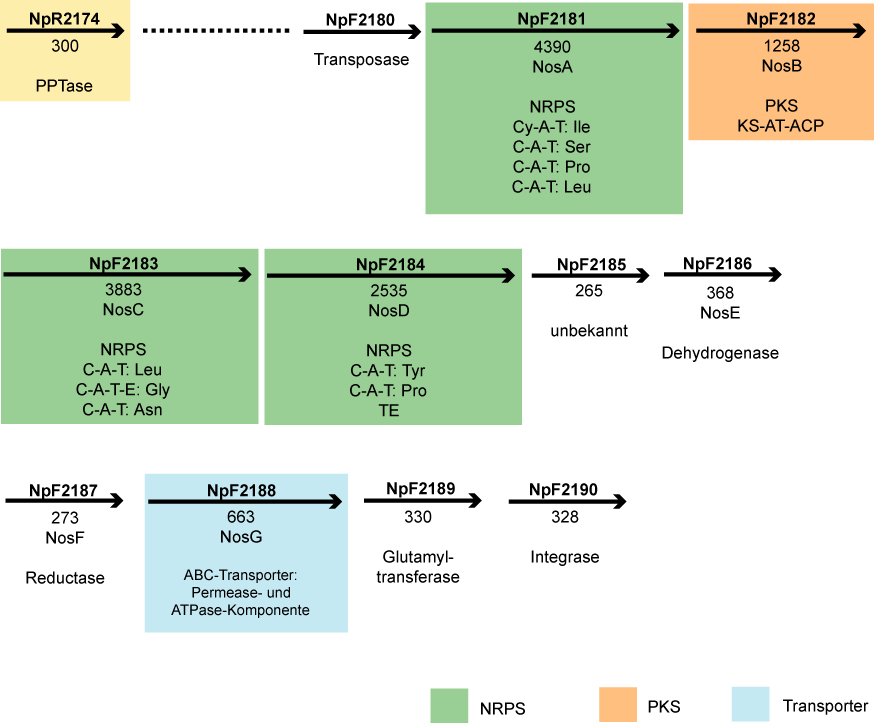 ERGEBNISSE Cluster IV (Abb. 31) codiert für eine Hybrid-Synthetase aus NRPS und PKS. Es konnte aufgrund der Sequenz-Ähnlichkeiten zum entsprechenden Gencluster aus Nostoc sp.