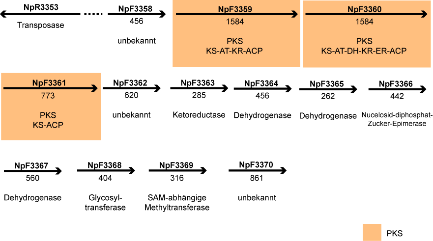 ERGEBNISSE Die weiteren Cluster (VIII, IX, X und XI) sind in Abb.