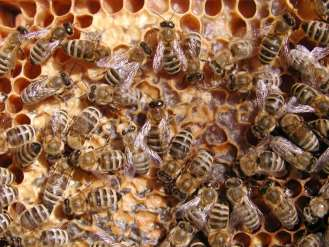 Selektion varroatoleranter Bienen Die einzige langfristige Lösung des Varroaproblems ist.