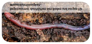 Bedeutung des Bodenlebens W as ist ein Regenwurm wert? Regenwürmer durchlüft en den Boden und sorgen für W asserdurchlässigkeit.