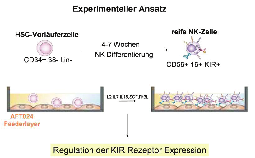 Methoden Abbildung 5.6 Graphische Darstellung des experimentellen Ansatzes zur Differenzierung von NK- Zellen.