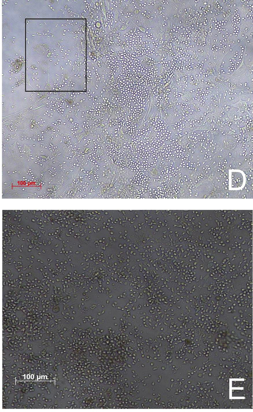 Ergebnisse B (D) Mikroskopische Aufnahme eines CB an d21.es wurde eine andere Stelle der in vitro Kultivierung abgebildet.