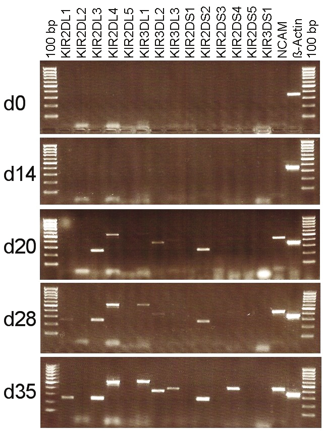 Ergebnisse Der Rezeptor KIR2DL1 wird nicht exprimiert, obwohl der KIR-Genotyp 5 diesen beinhaltet. KIR2DL5 wird sehr schwach exprimiert und ist erst an d20 und d22 zu detektieren.