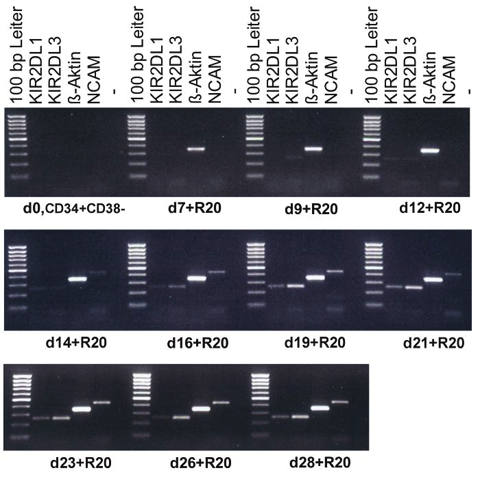 Ergebnisse Abbildung 2.14 Ergebnisse der RT-PCR mit RNA-Proben des CB10. Die Tage der Probenentnahme während der NK- Zelldifferenzierung sind jeweils unter den einzelnen Spuren vermerkt.