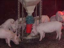 Schweinemast Neue Entwicklungen in der Trocken- und Breifütterung von Schweinen Mastleistungen stagnieren seit Jahren in D (25: MTZ = 715 g; 26: MTZ = 72 g), ebenso Futterverwertung (1 : 2,95)