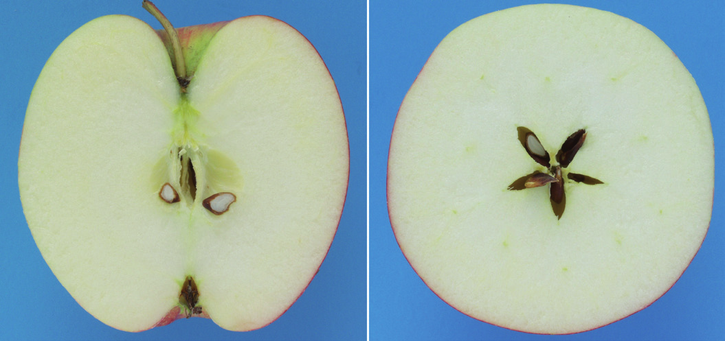2 JKI Datenblätter - Obstsorten. 2013.1; S. 1-10, DOI 10.5073/jkidos.2013.003; ISSN 2192-6948 Frucht In Abbildung 1 ist Rekarda als ganze Frucht von der Seite, von oben und von unten zu sehen.