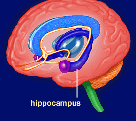 Hippocampus vergleicht ankommende und gespeicherte explizite Informationen Abstimmung des