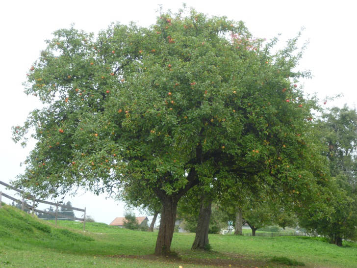 Rambur Papeleu Auch im Schwäbischen Donautal fanden sich Bäume der Sorte Rambur Papeleu, die bereits in der vorhergehenden Kartierung im bayerischen Allgäu als starkwüchsige, für Raulagen taugliche
