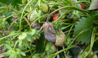 Erdbeeren Pflanzenschutz Botrytisbehandlungen und Fruchtfäulen weiter nach Empfehlungen durchführen. Auch bei Spätsorten und späte Lagen rechtzeitig (Beginn Blüte) mit der Bekämpfung beginnen.